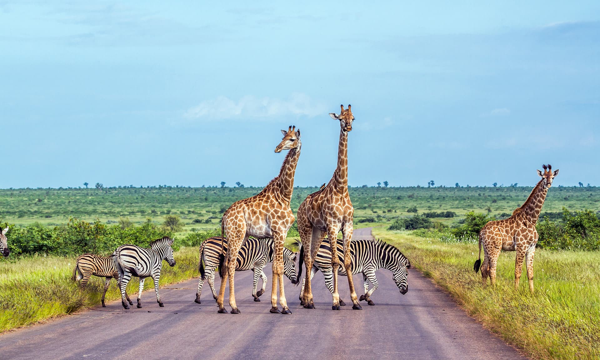 South Africa safari