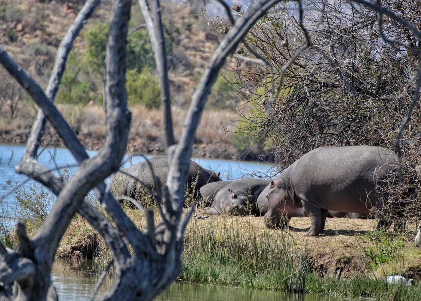 Pilanesberg National Park