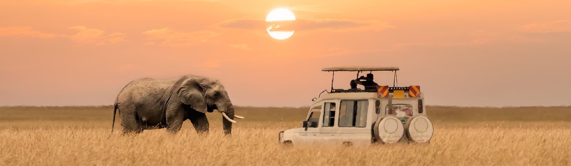 Elephant herd on the African savanna — Big Five wildlife safari