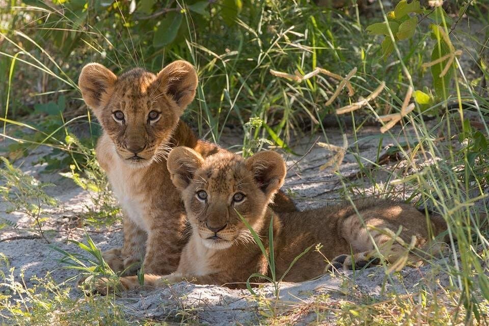 Zimbabwe safari