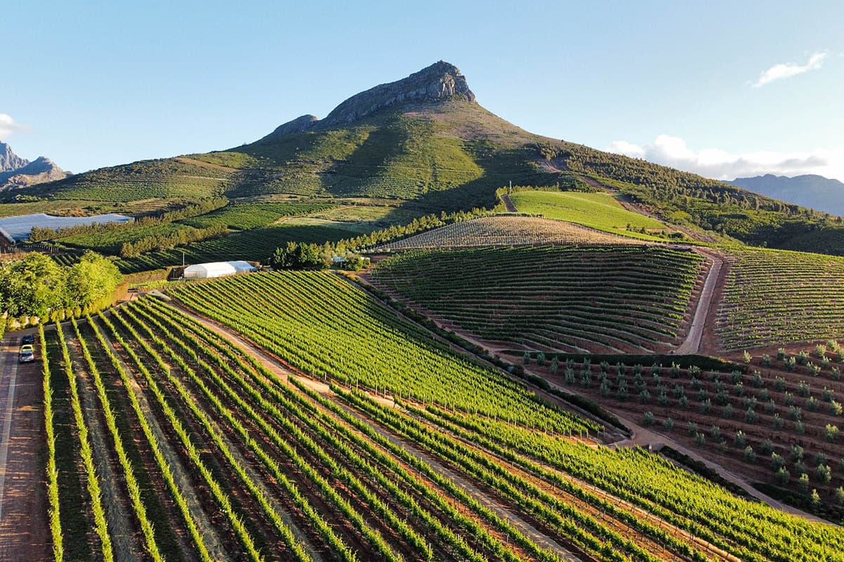 Cape Winelands wine tasting
