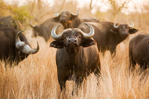 Buffalo in South Africa