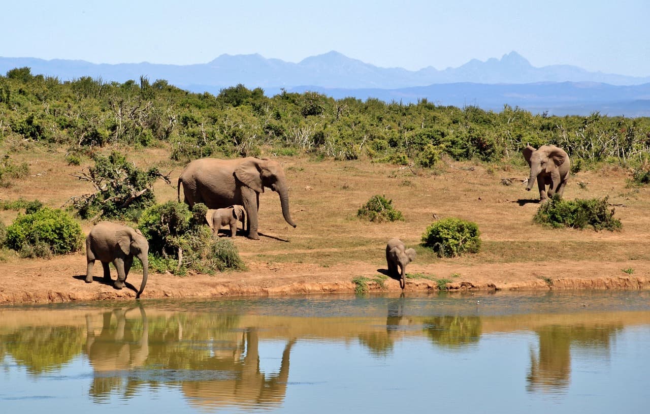 Elephant in South Africa