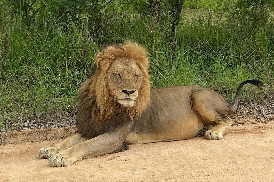 Lion in South Africa