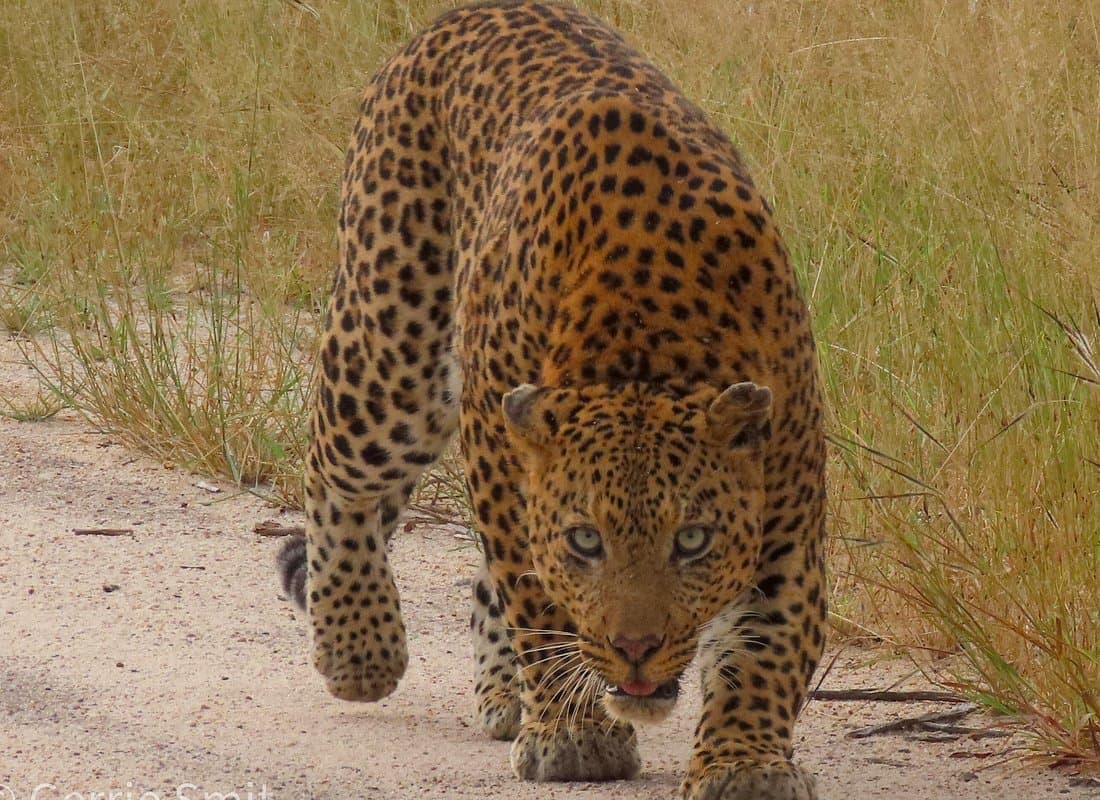 Leopard in South Africa