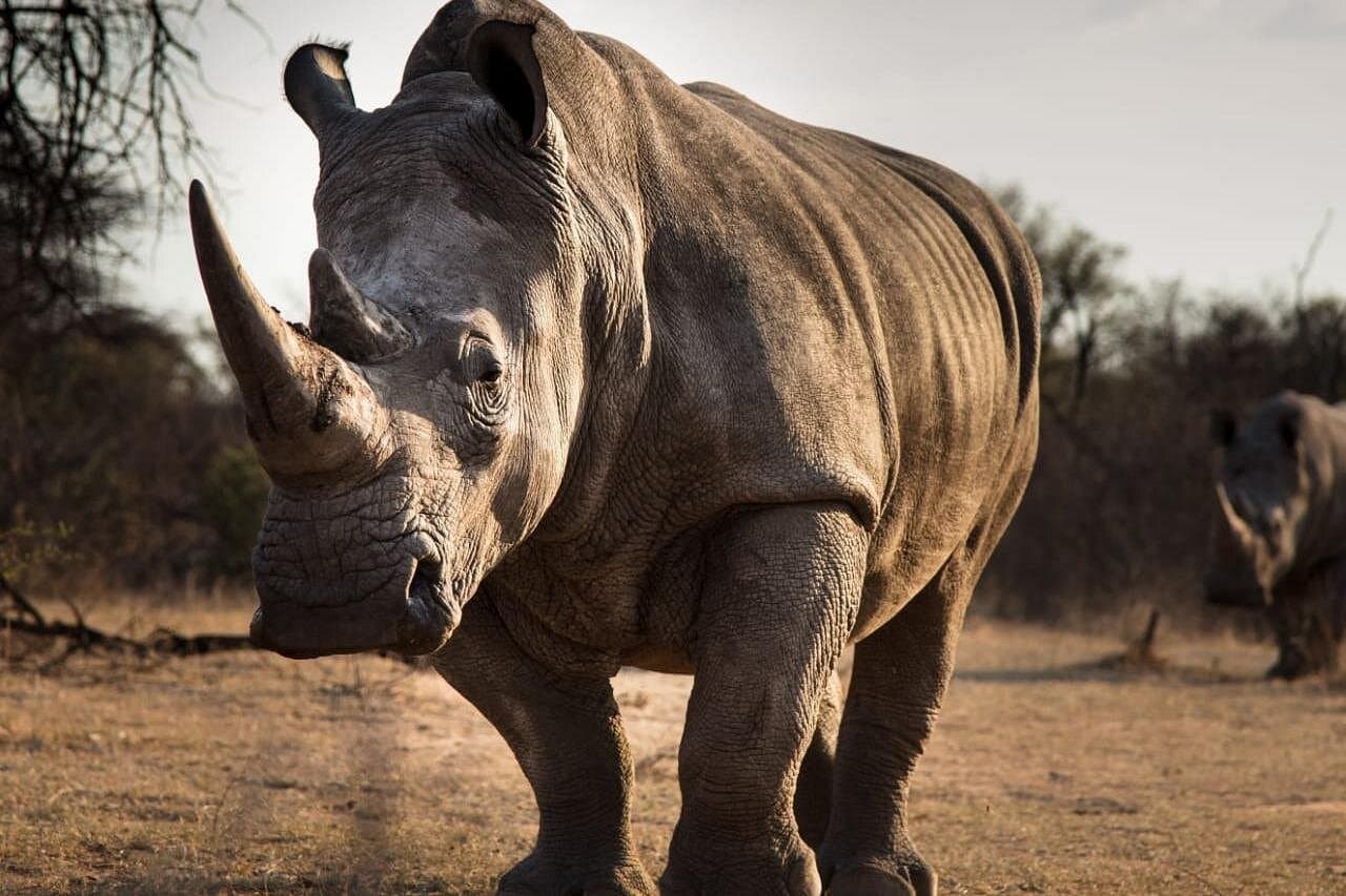 Rhino in South Africa
